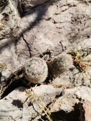 Escobaria chihuahuensis