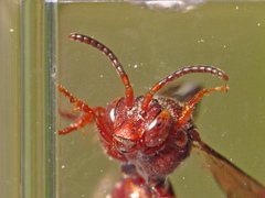 Nomada rubicunda