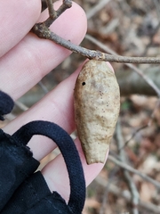 Amphibolips acuminata