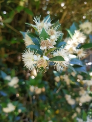 Myrceugenia planipes