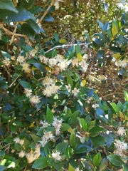 Myrceugenia planipes