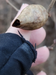 Amphibolips acuminata