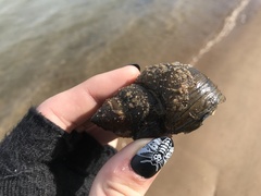 Cipangopaludina chinensis