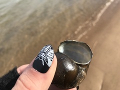 Cipangopaludina chinensis