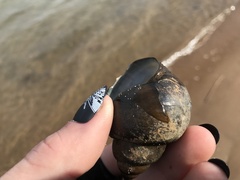 Cipangopaludina chinensis