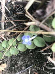 Evolvulus glomeratus