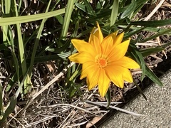 Gazania linearis
