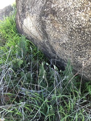 Myriopteris clevelandii