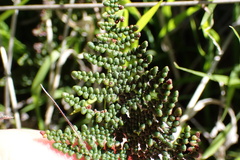 Myriopteris clevelandii