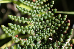 Myriopteris clevelandii