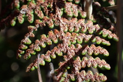 Myriopteris clevelandii