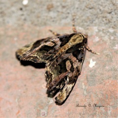 Drobeta