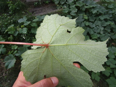 Vitis vinifera vinifera