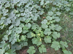 Vitis vinifera vinifera