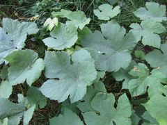 Vitis vinifera vinifera