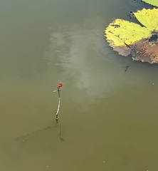 Brachythemis lacustris