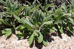 Salvia sonomensis