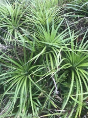 Dyckia encholirioides