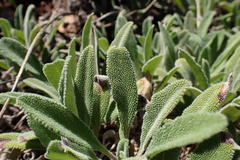 Salvia sonomensis