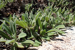 Salvia sonomensis