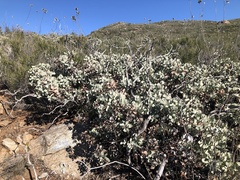 Arctostaphylos glandulosa