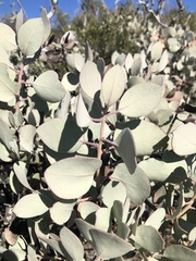 Arctostaphylos glandulosa