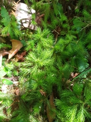 Dendroligotrichum dendroides