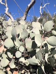 Arctostaphylos glandulosa