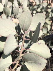 Arctostaphylos glandulosa