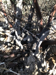 Arctostaphylos glandulosa