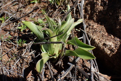 Fritillaria biflora