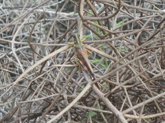 Schistocerca melanocera