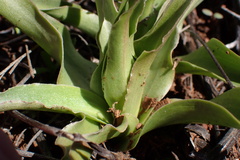 Fritillaria biflora