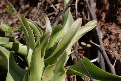 Fritillaria biflora