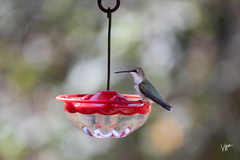 Archilochus alexandri