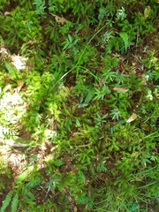 Dendroligotrichum dendroides