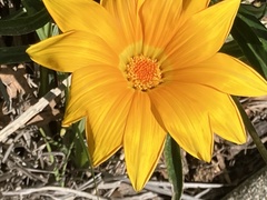 Gazania linearis
