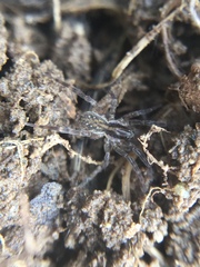 Zoicinae
