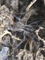 Zoicinae