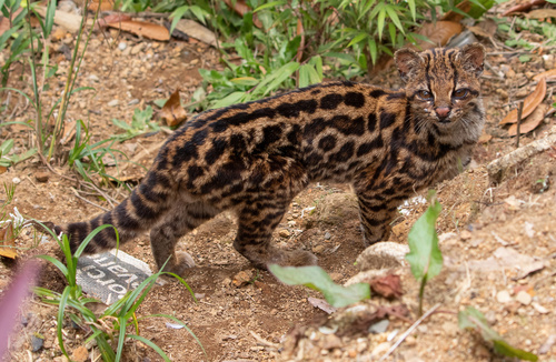 Clouded Tiger-Cat
