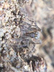 Zoicinae