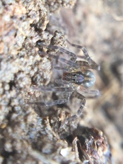 Zoicinae