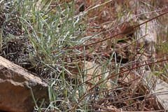 Eriogonum brevicaule brevicaule