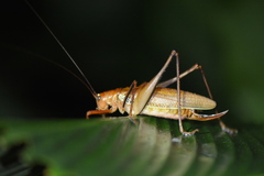 Ischnomela pulchripennis