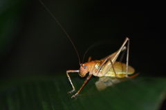 Ischnomela pulchripennis