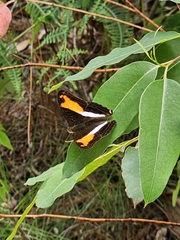 Adelpha cocala