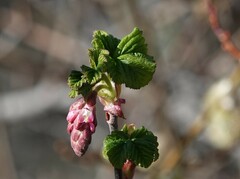 Ribes sanguineum glutinosum