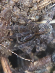 Zoicinae
