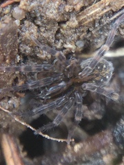 Zoicinae