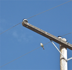 Myiarchus cinerascens